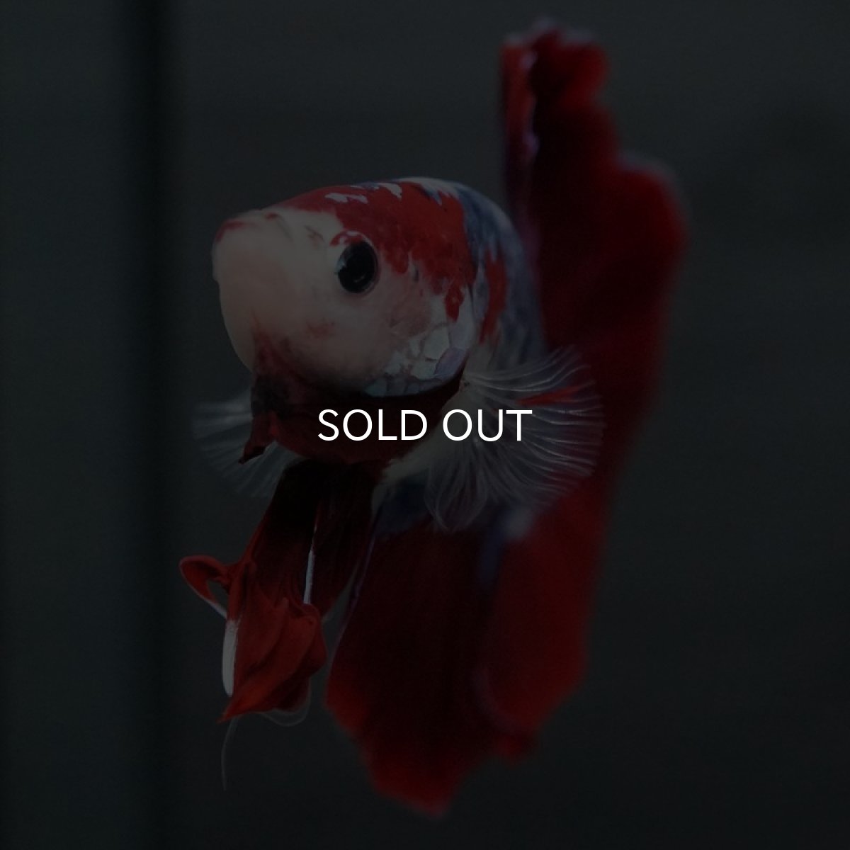 画像5: GHMPK レッドファンシー (5)