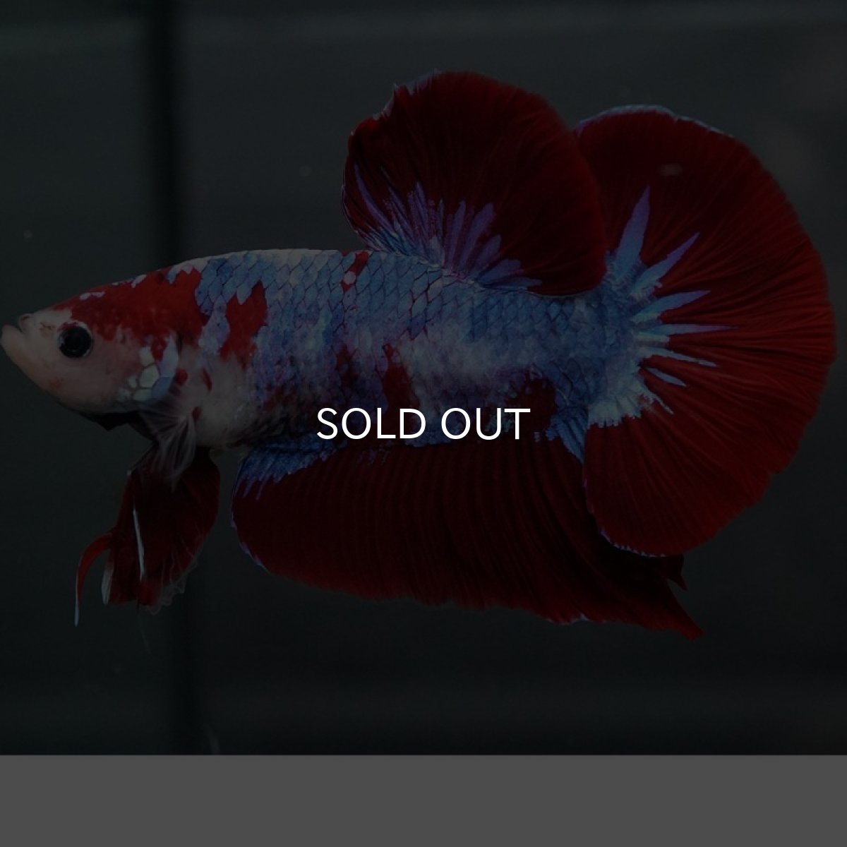 画像4: GHMPK レッドファンシー (4)