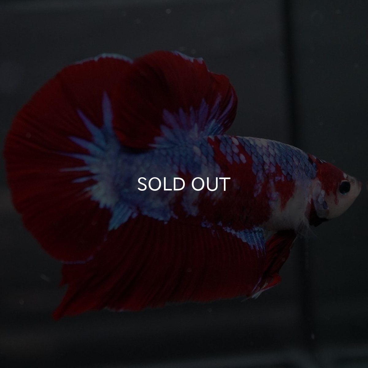 画像3: GHMPK レッドファンシー (3)