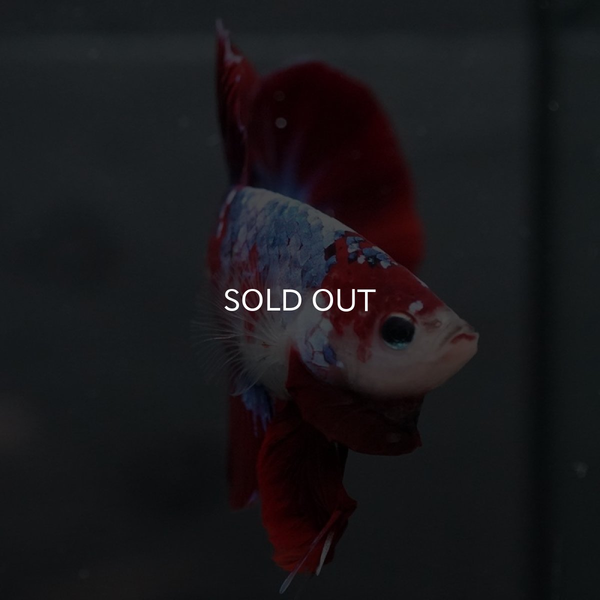 画像2: GHMPK レッドファンシー (2)