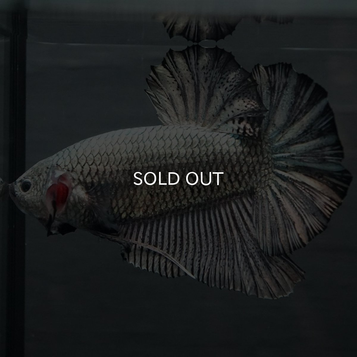 画像4: GHMPK ブラックカッパー巨大 (4)