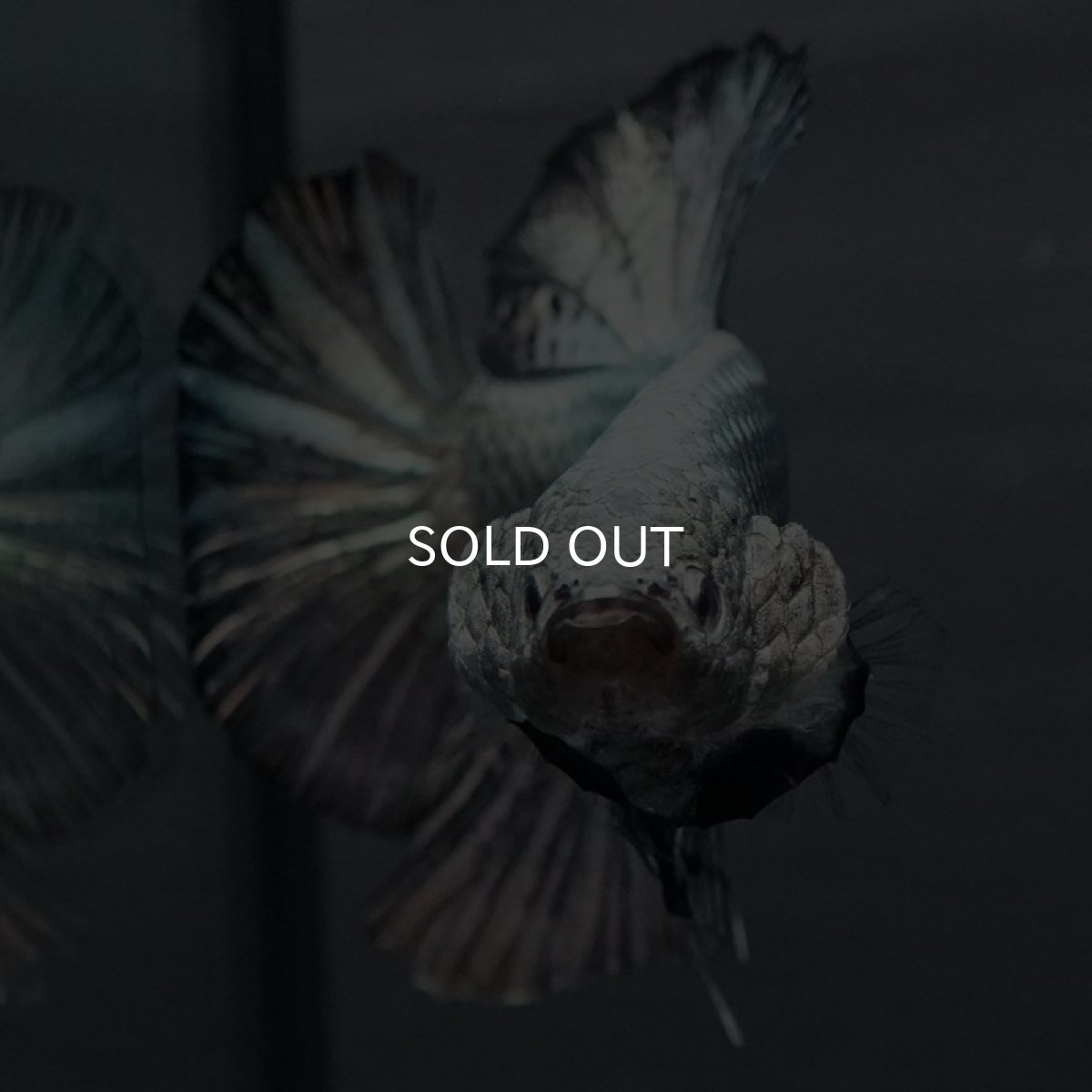 画像8: GHMPK ブラックカッパー巨大 (8)