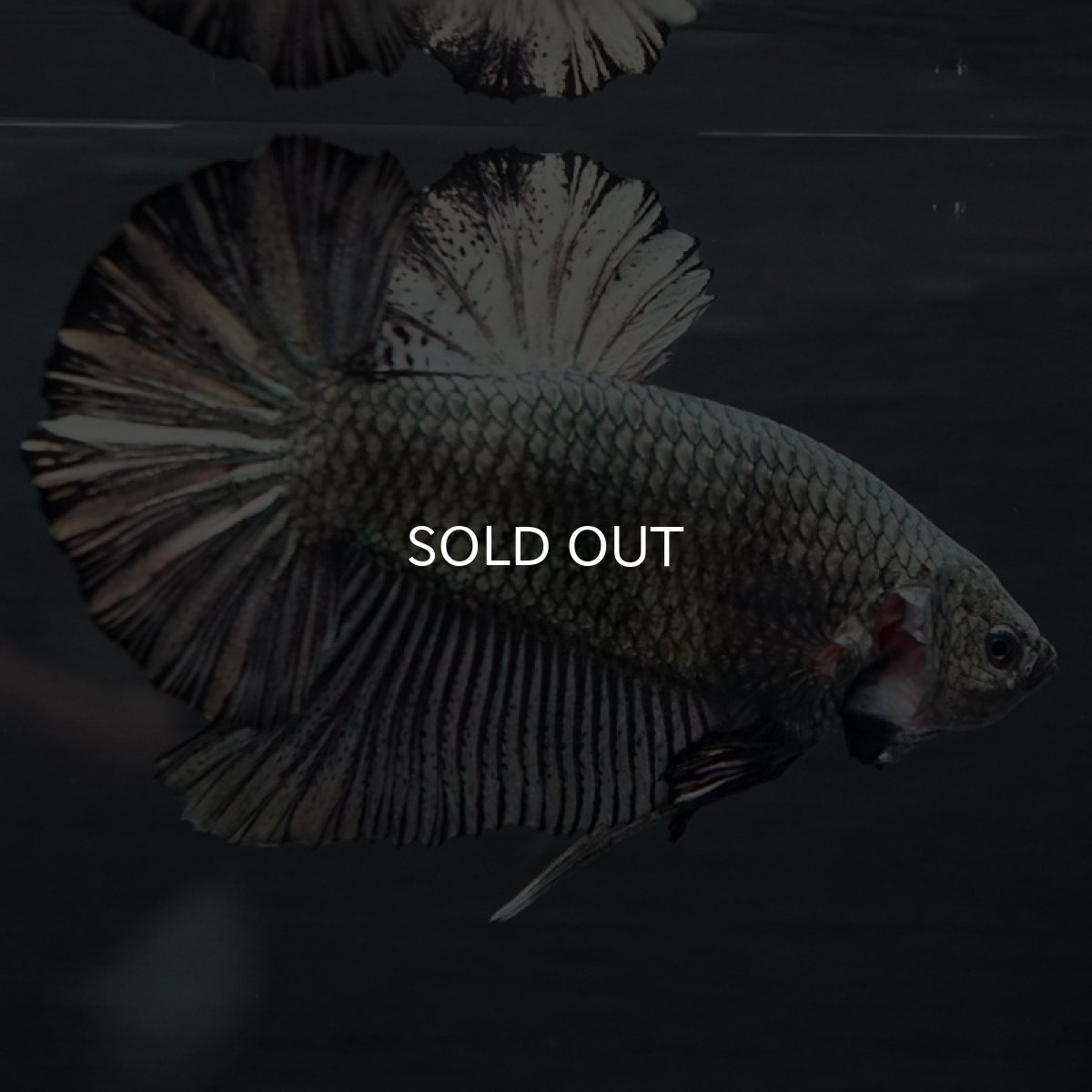 画像6: GHMPK ブラックカッパー巨大 (6)