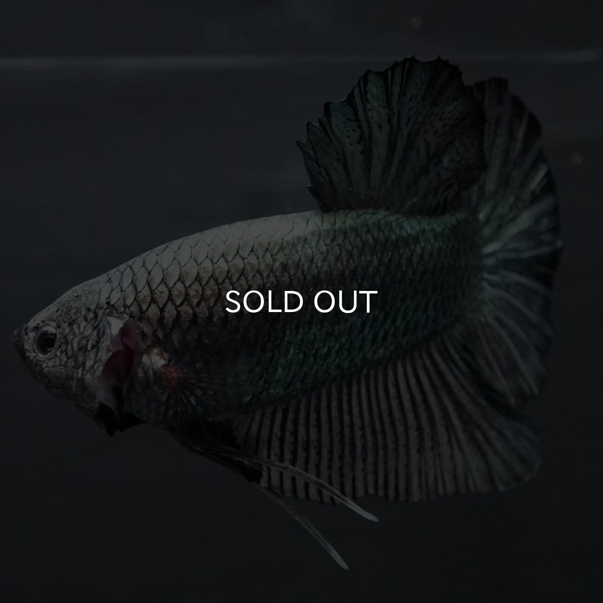 画像9: GHMPK ブラックカッパー巨大 (9)