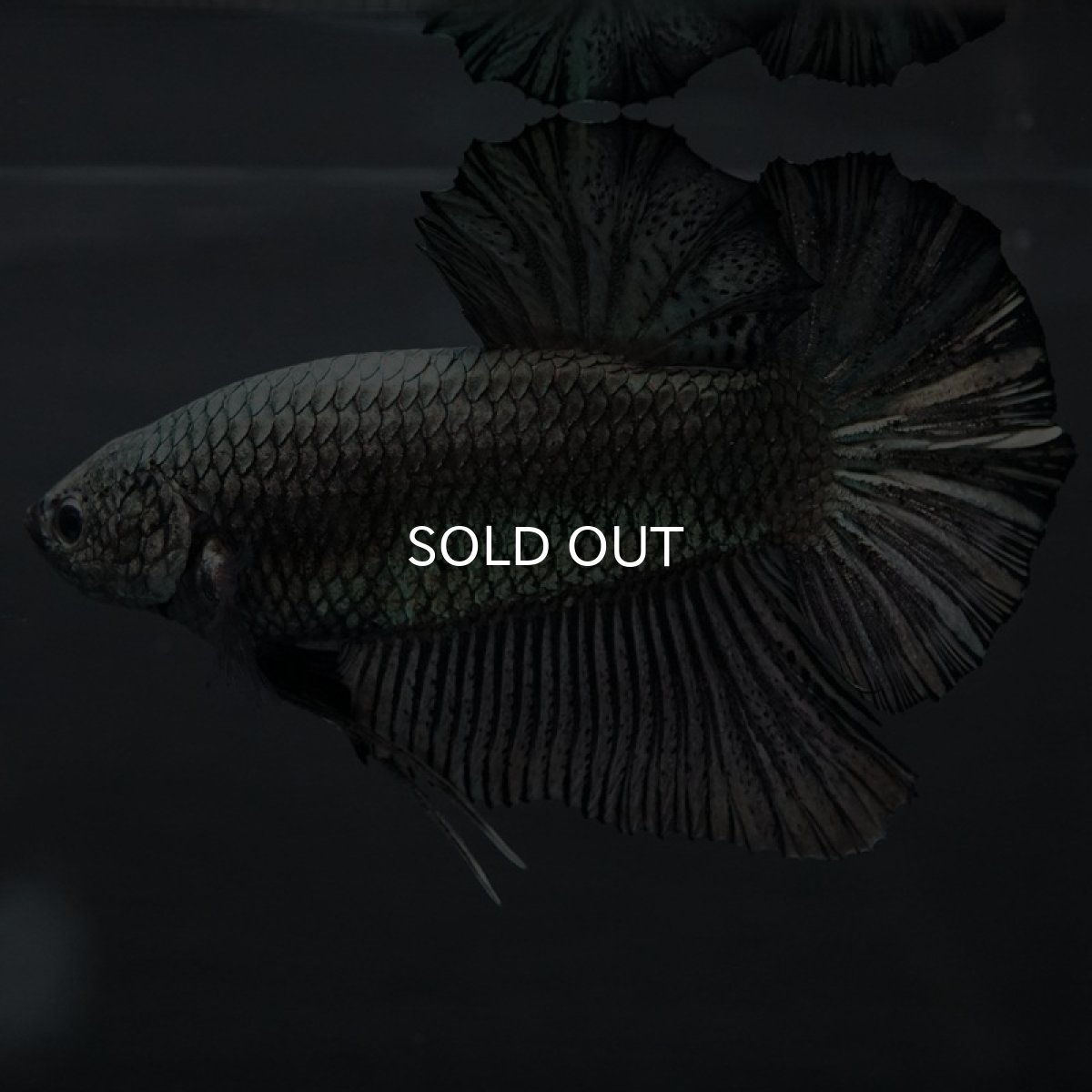 画像7: GHMPK ブラックカッパー巨大 (7)