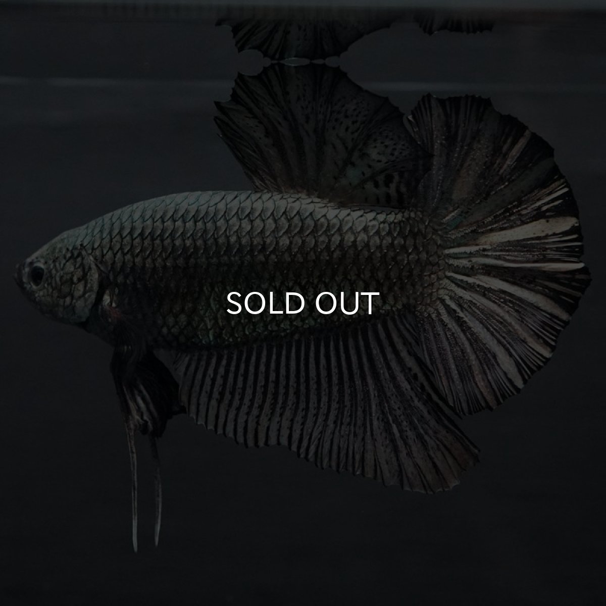 画像3: GHMPK ブラックカッパー巨大 (3)