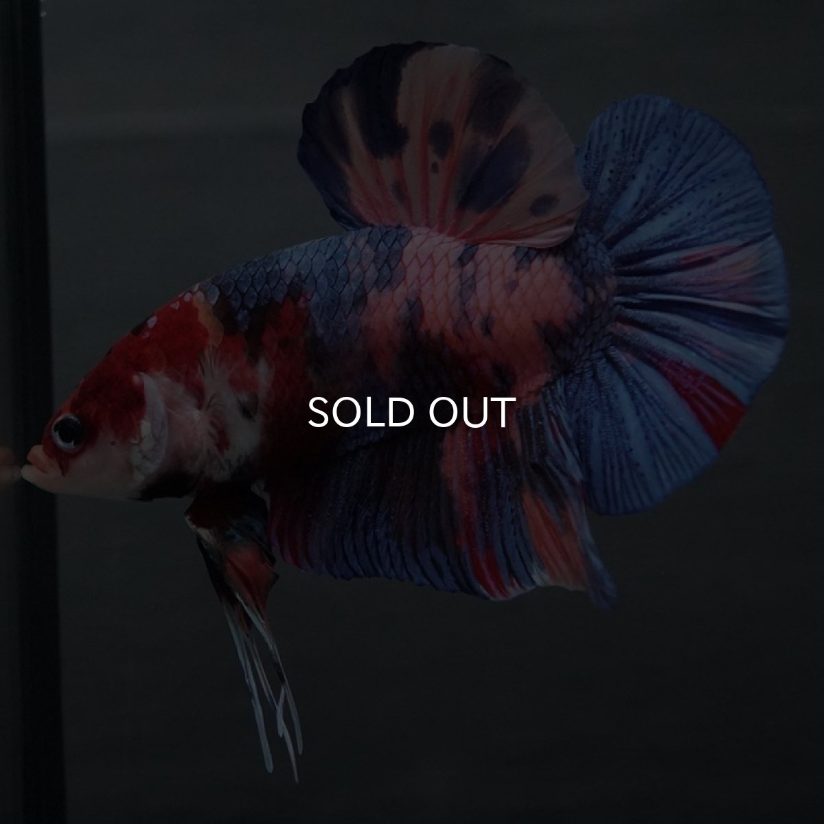 画像9: GHMPK　キャンディ (9)