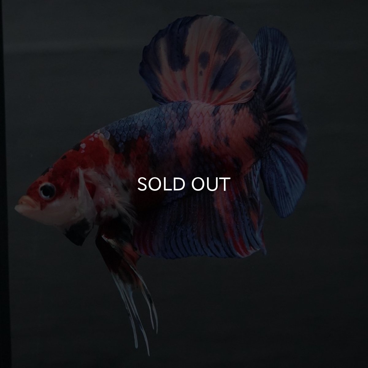 画像8: GHMPK　キャンディ (8)