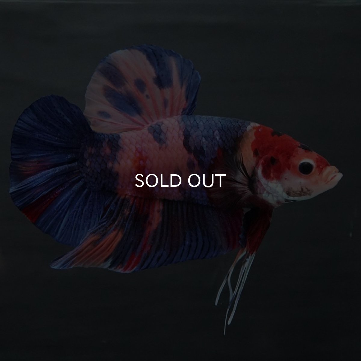 画像7: GHMPK　キャンディ (7)