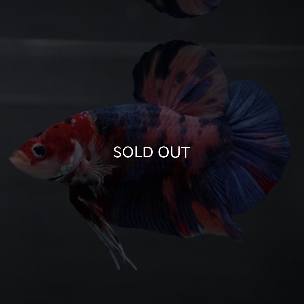 画像6: GHMPK　キャンディ (6)