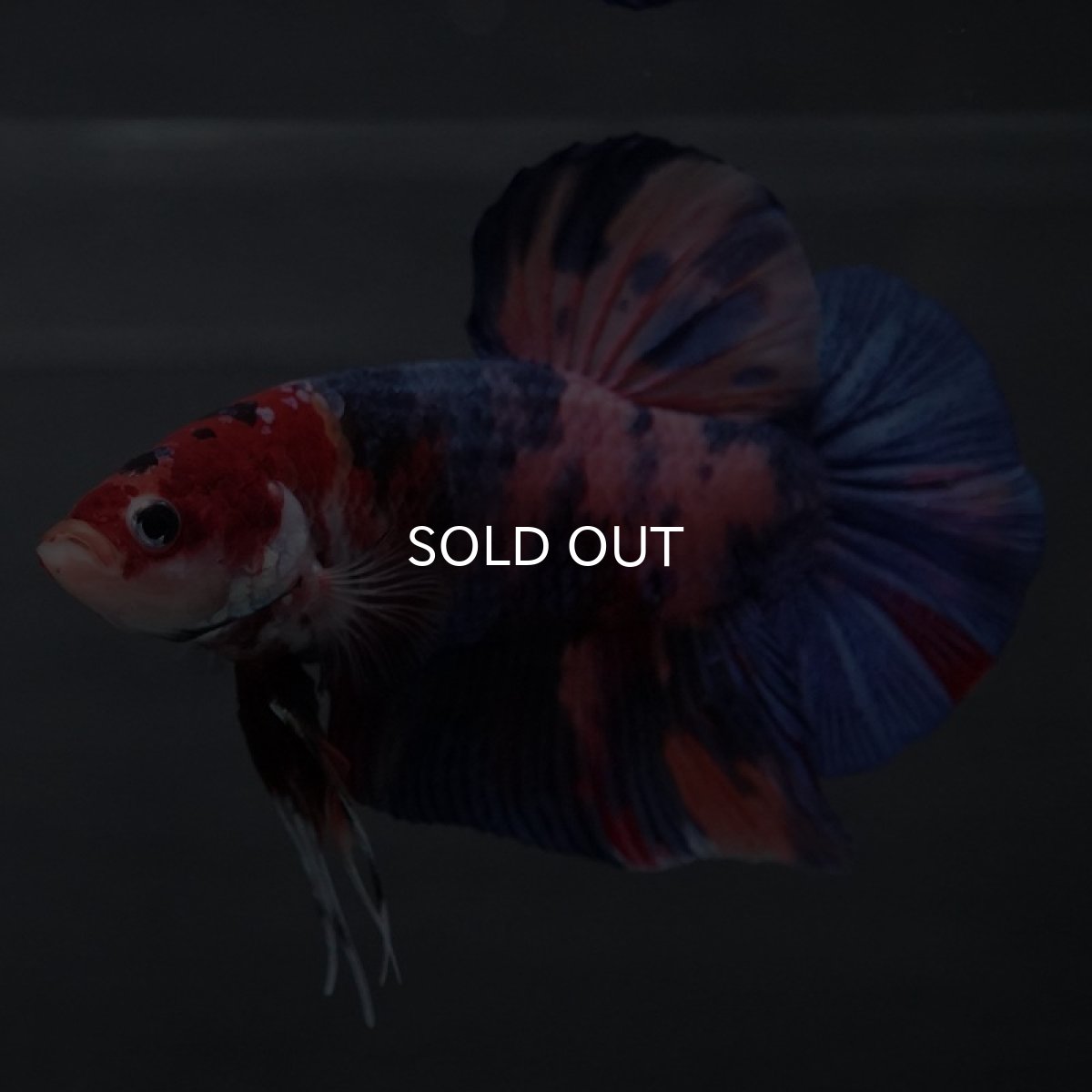 画像5: GHMPK　キャンディ (5)