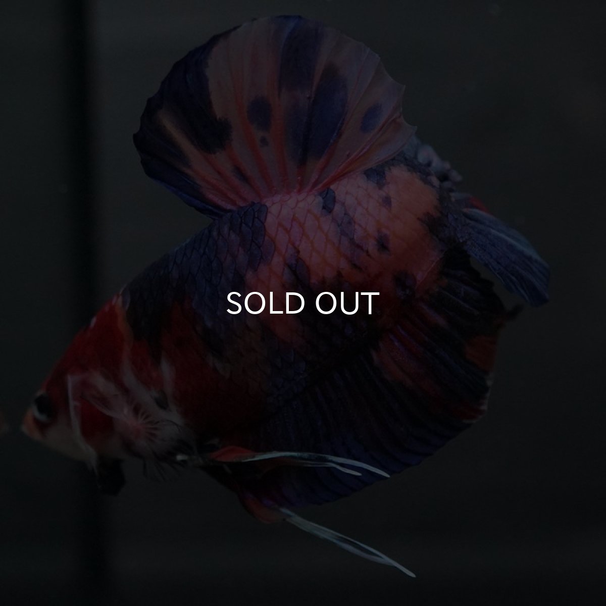 画像4: GHMPK　キャンディ (4)