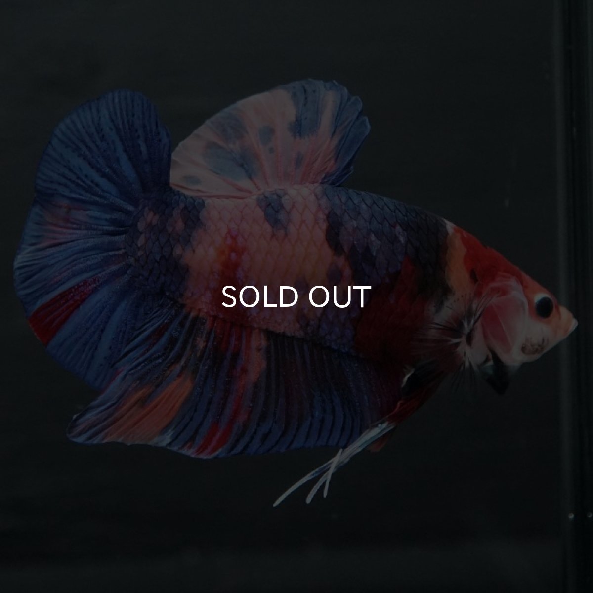 画像3: GHMPK　キャンディ (3)