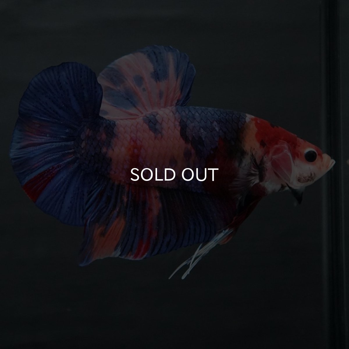 画像2: GHMPK　キャンディ (2)