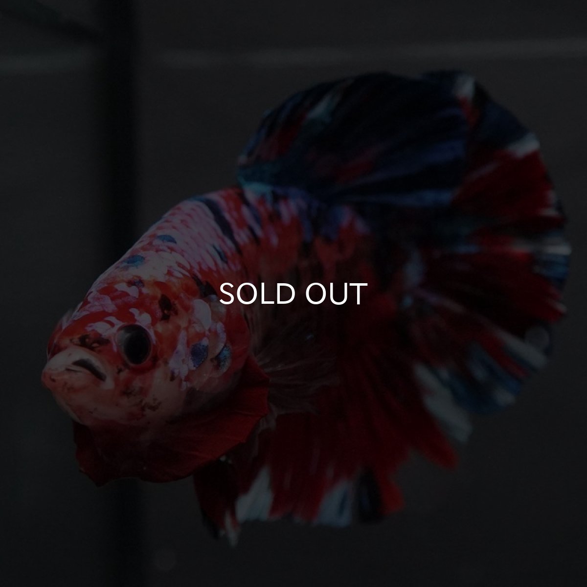 画像11: GHMPK レッドギャラクシー (11)