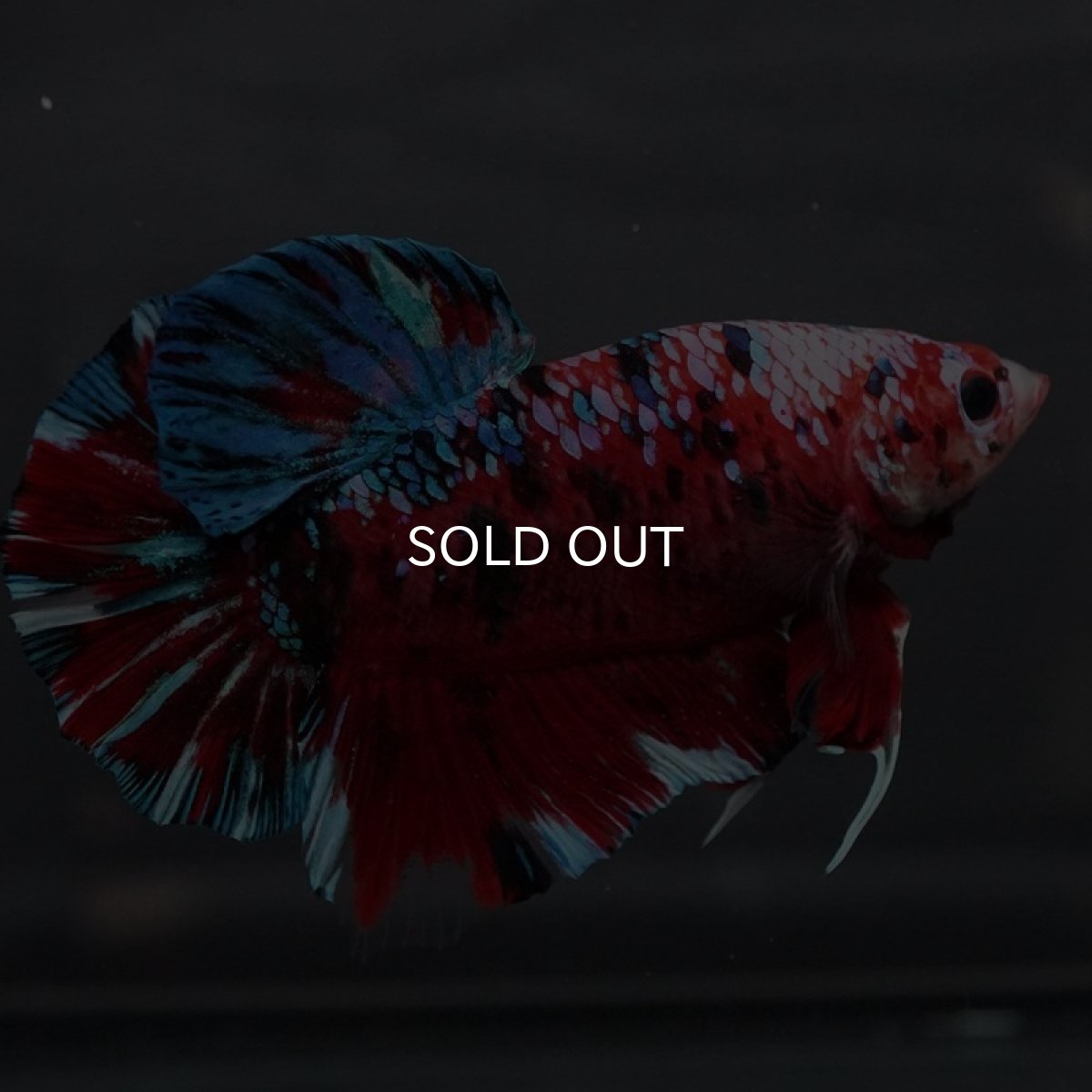 画像10: GHMPK レッドギャラクシー (10)