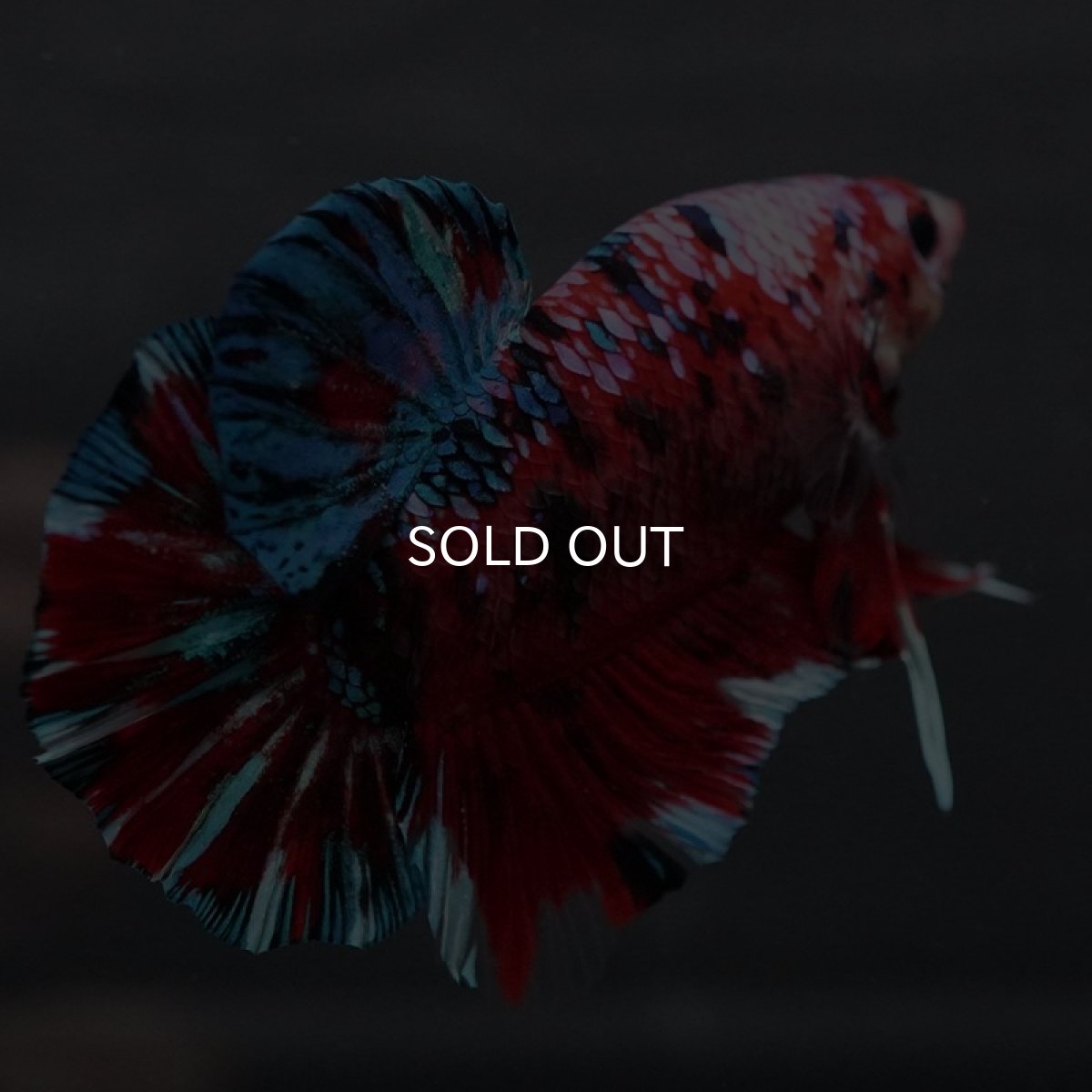 画像9: GHMPK レッドギャラクシー (9)