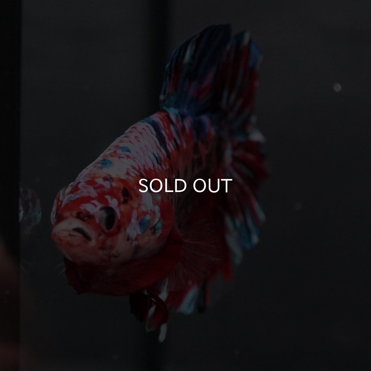 画像8: GHMPK レッドギャラクシー (8)