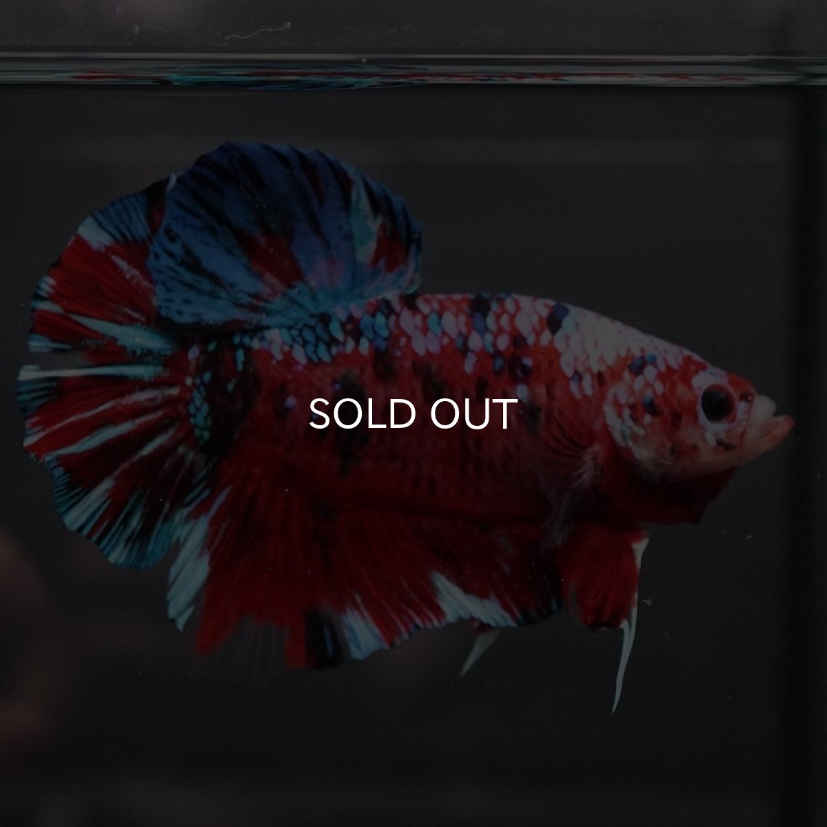 画像7: GHMPK レッドギャラクシー (7)