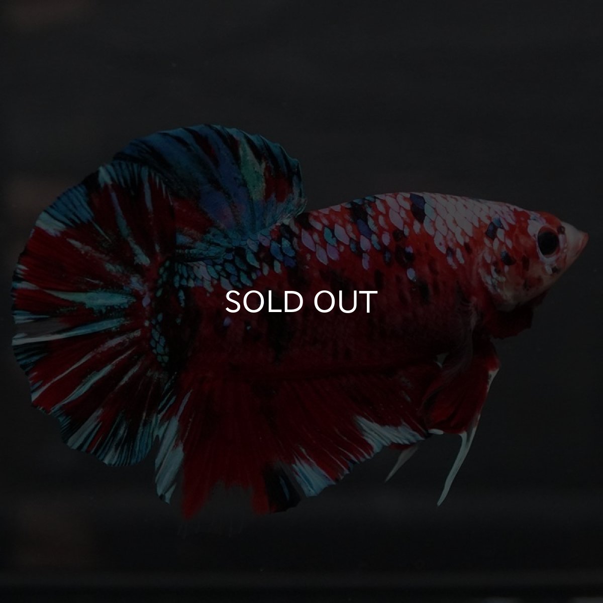 画像6: GHMPK レッドギャラクシー (6)