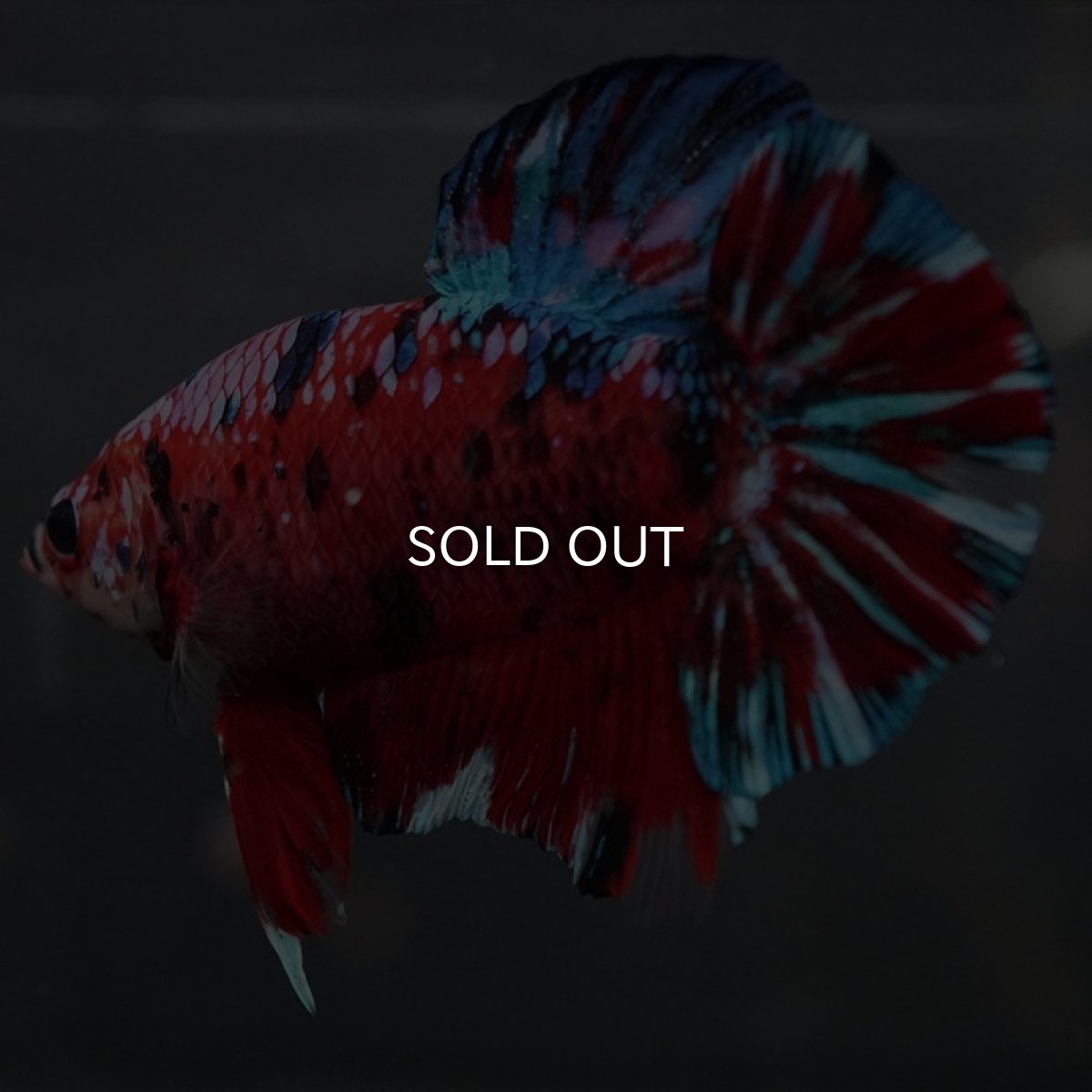 画像5: GHMPK レッドギャラクシー (5)