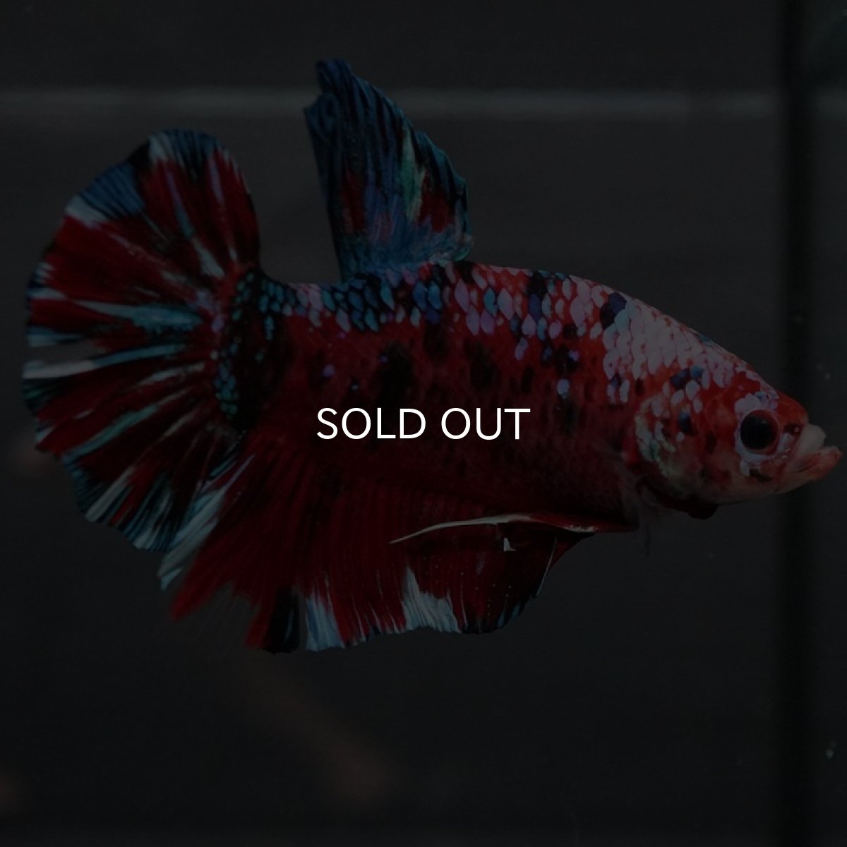 画像4: GHMPK レッドギャラクシー (4)