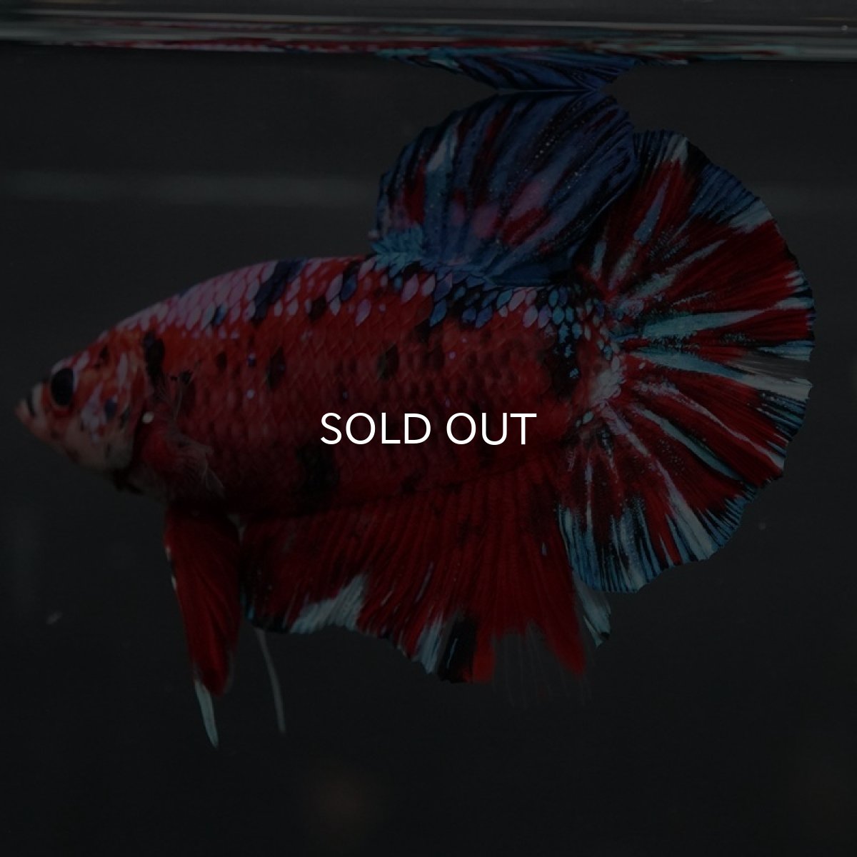 画像3: GHMPK レッドギャラクシー (3)