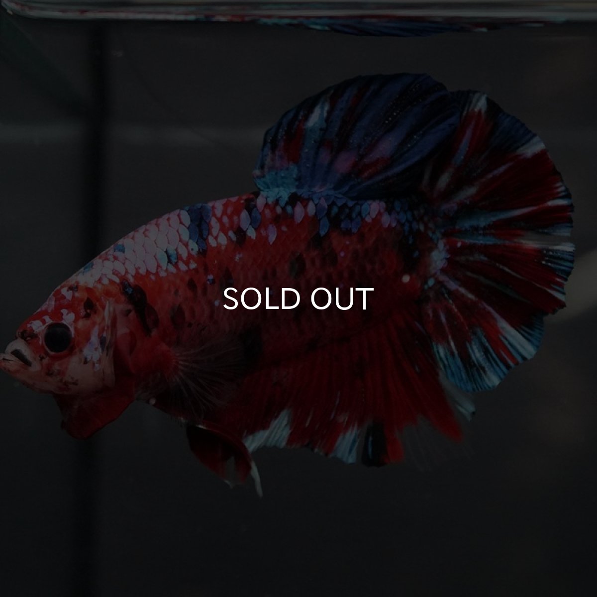 画像2: GHMPK レッドギャラクシー (2)