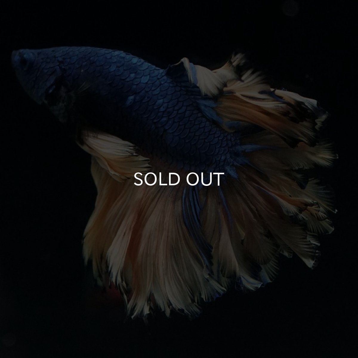 画像8: HM マスタード フェザーテール (8)