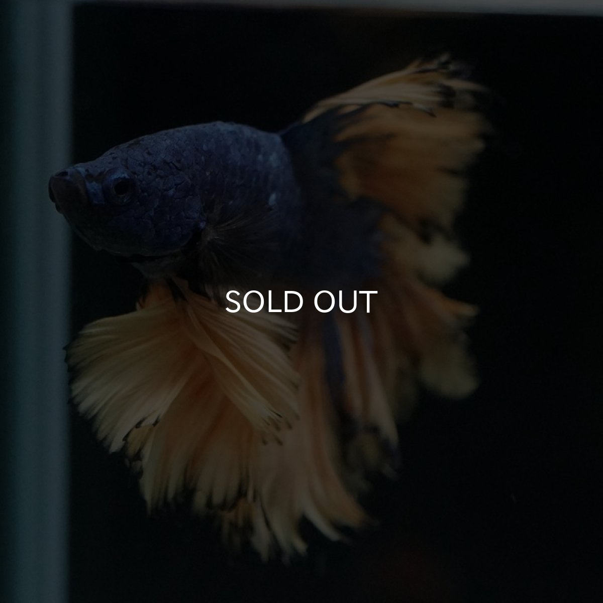 画像7: HM マスタード フェザーテール (7)