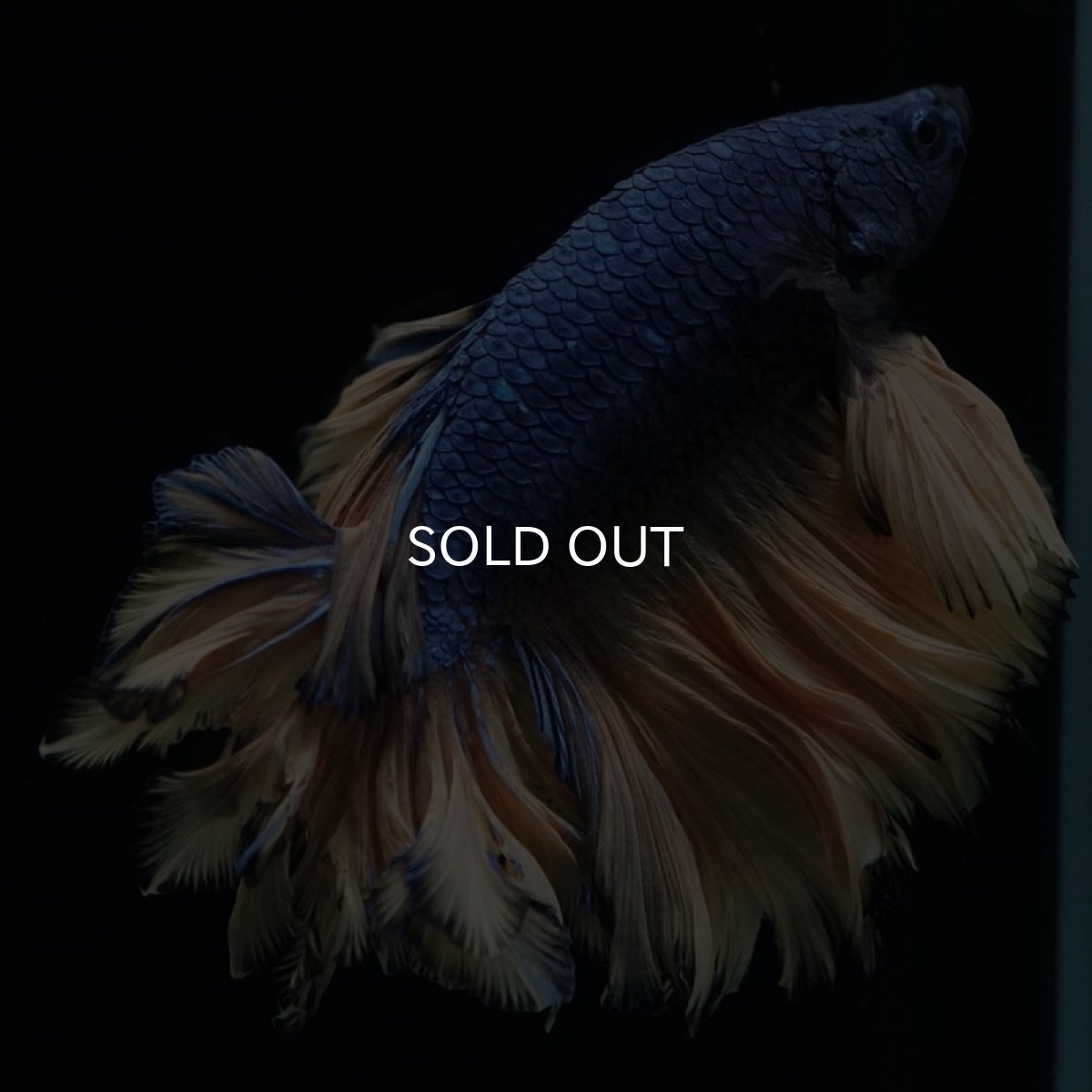 画像6: HM マスタード フェザーテール (6)