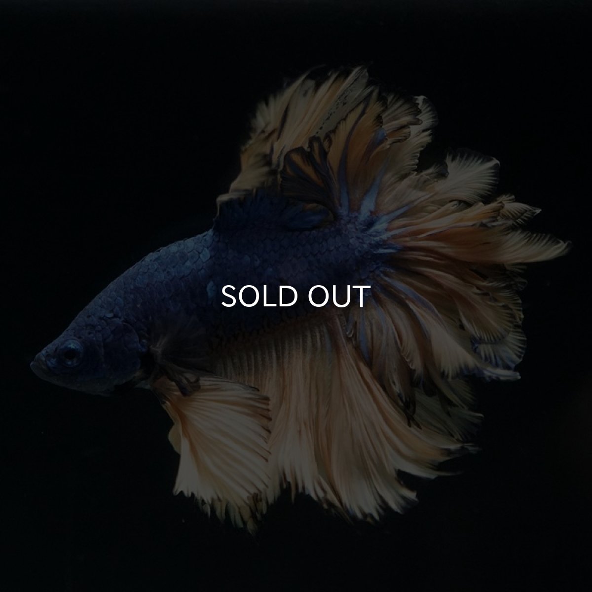 画像5: HM マスタード フェザーテール (5)