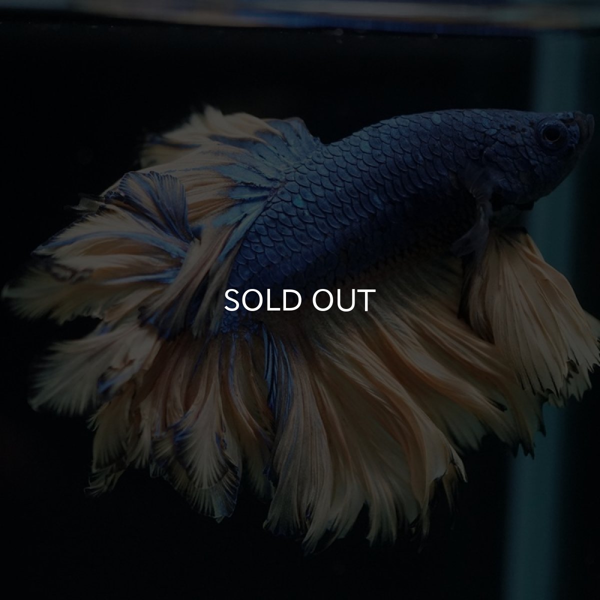 画像4: HM マスタード フェザーテール (4)