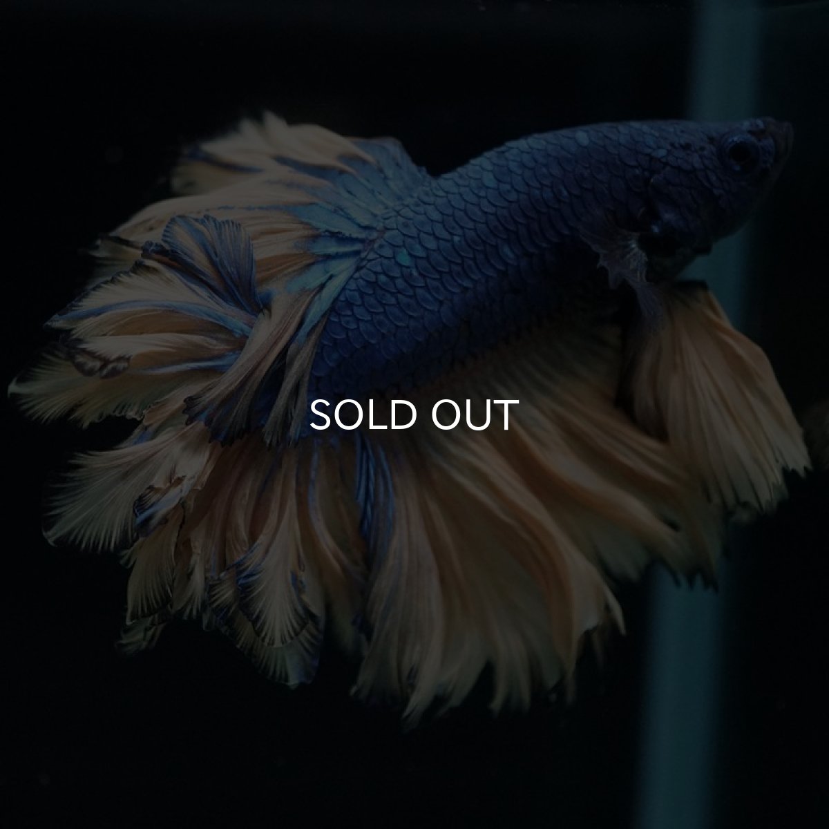 画像3: HM マスタード フェザーテール (3)