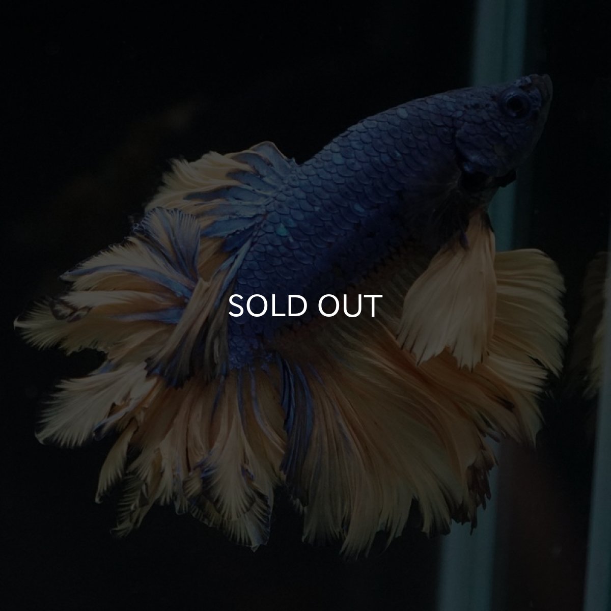 画像2: HM マスタード フェザーテール (2)