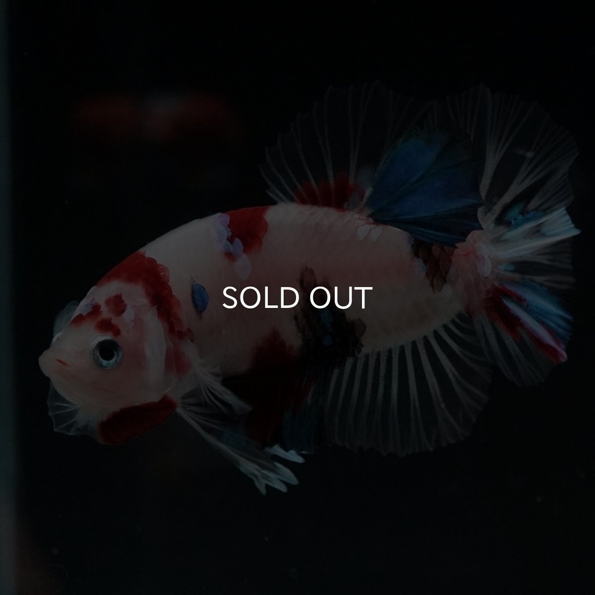 画像2: HMPK 鯉 (2)