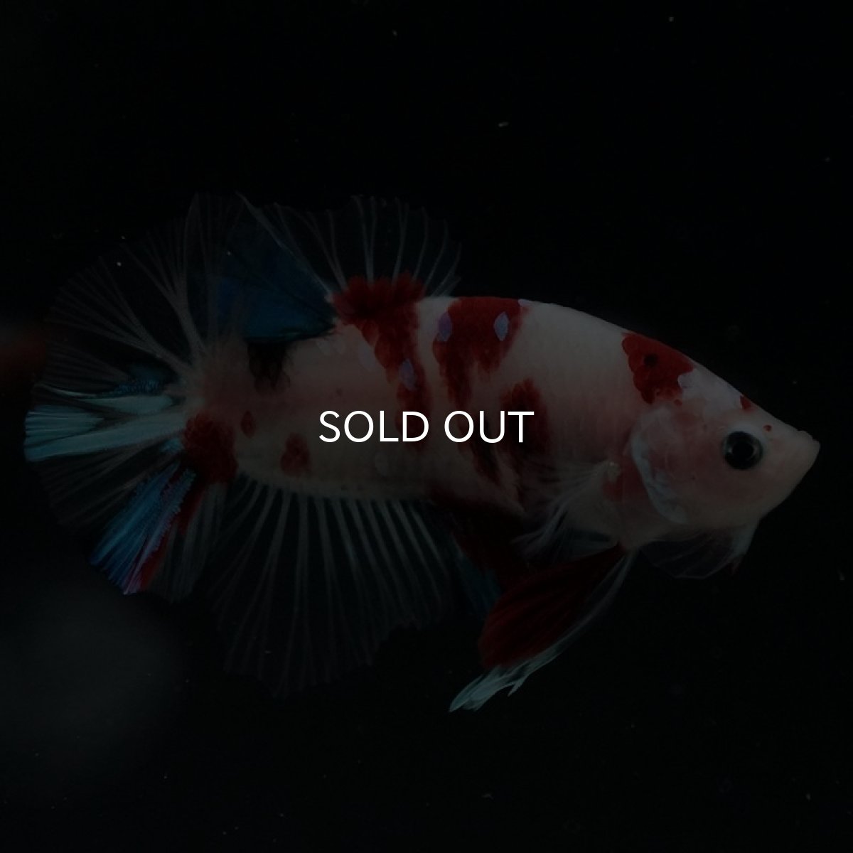 画像5: HMPK 鯉 (5)