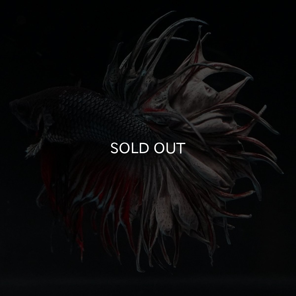 画像8: CT キングクラウン レッドカッパー (8)