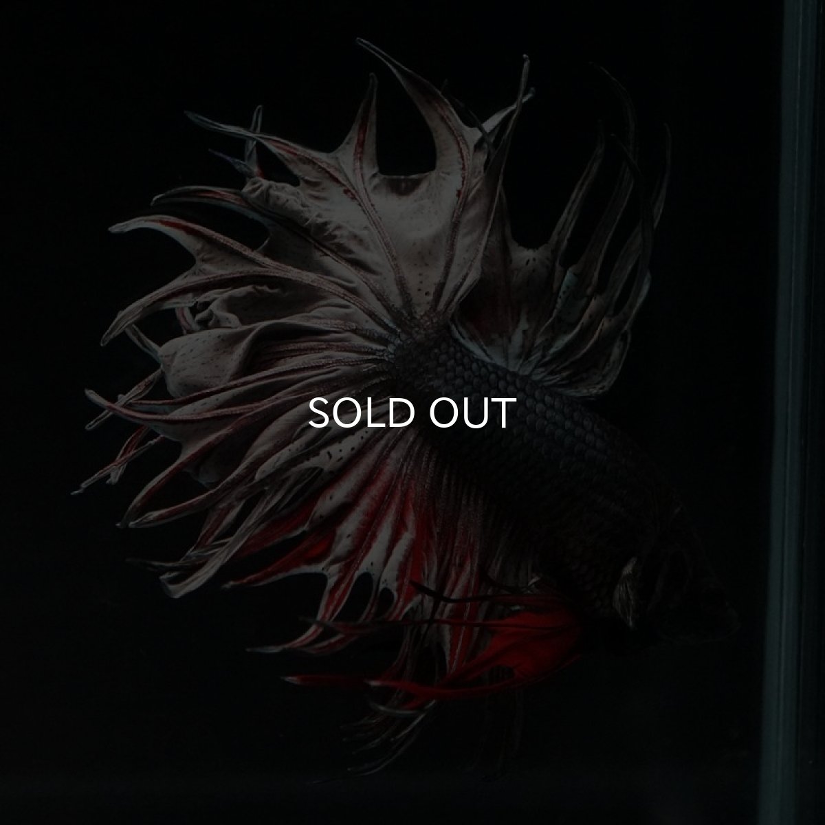 画像2: CT キングクラウン レッドカッパー (2)