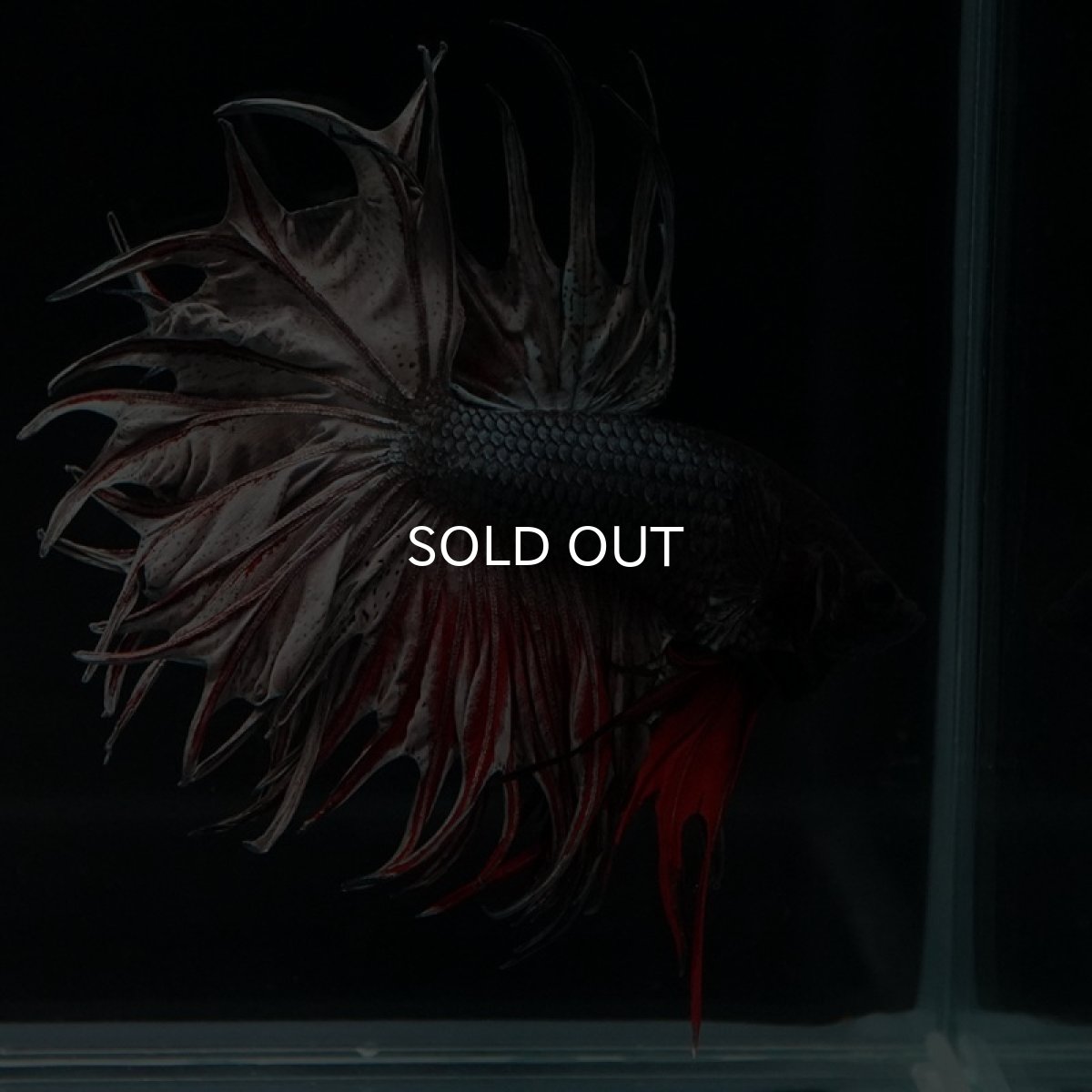 画像7: CT キングクラウン レッドカッパー (7)