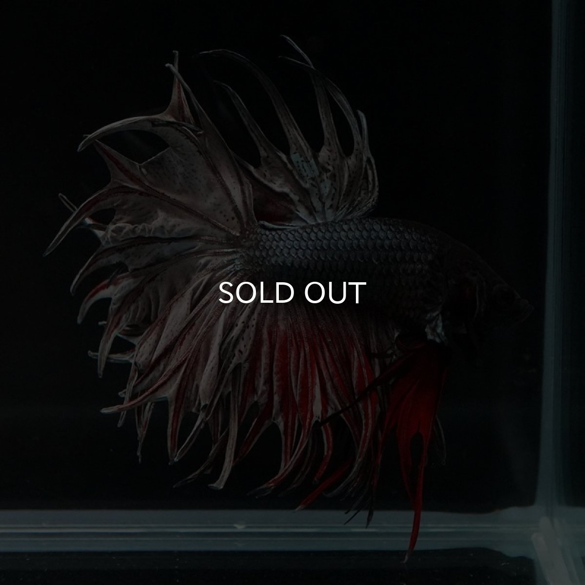 画像6: CT キングクラウン レッドカッパー (6)