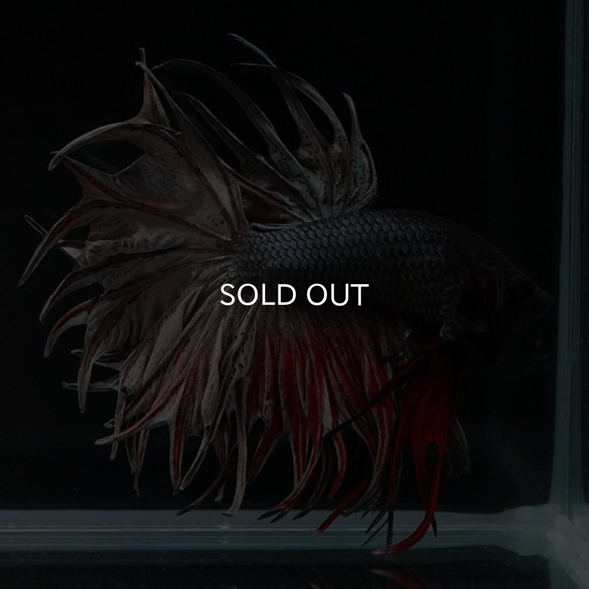 画像3: CT キングクラウン レッドカッパー (3)