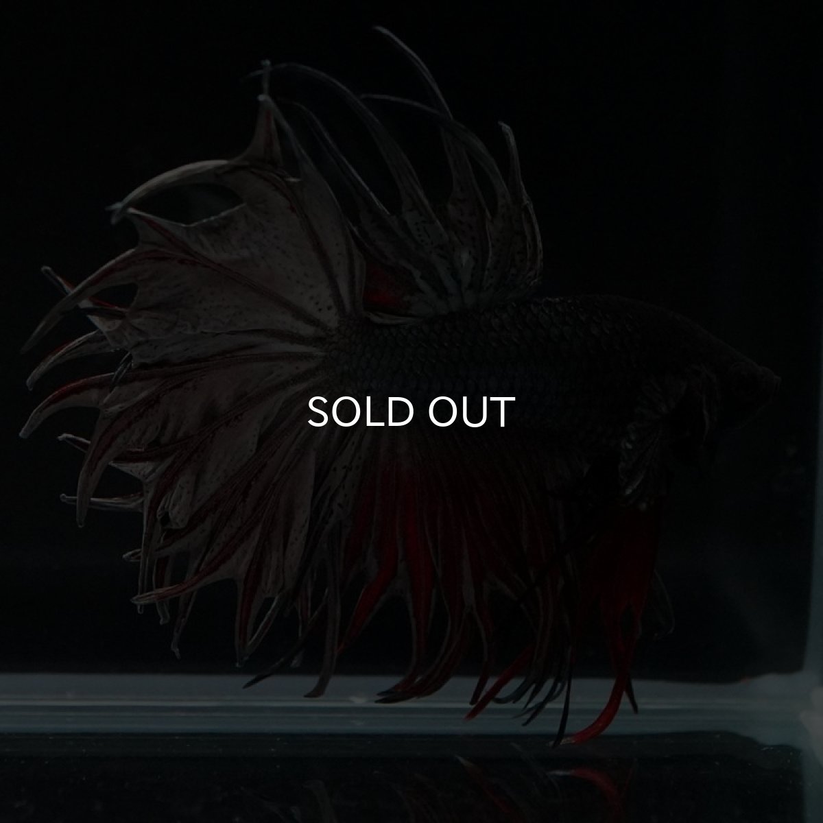 画像5: CT キングクラウン レッドカッパー (5)