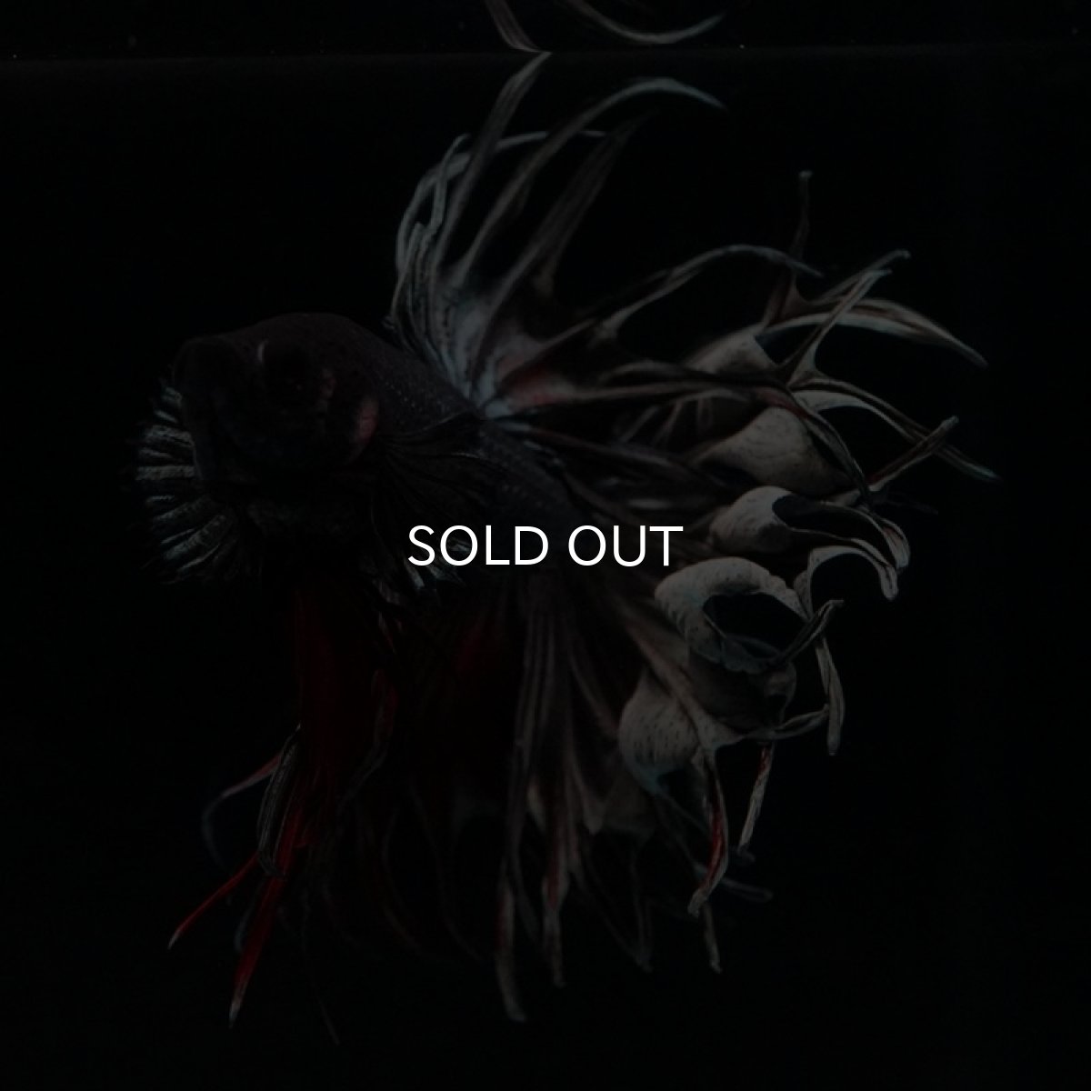 画像4: CT キングクラウン レッドカッパー (4)