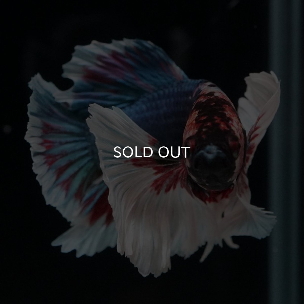 画像11: HMPK ファンシーダンボ (11)