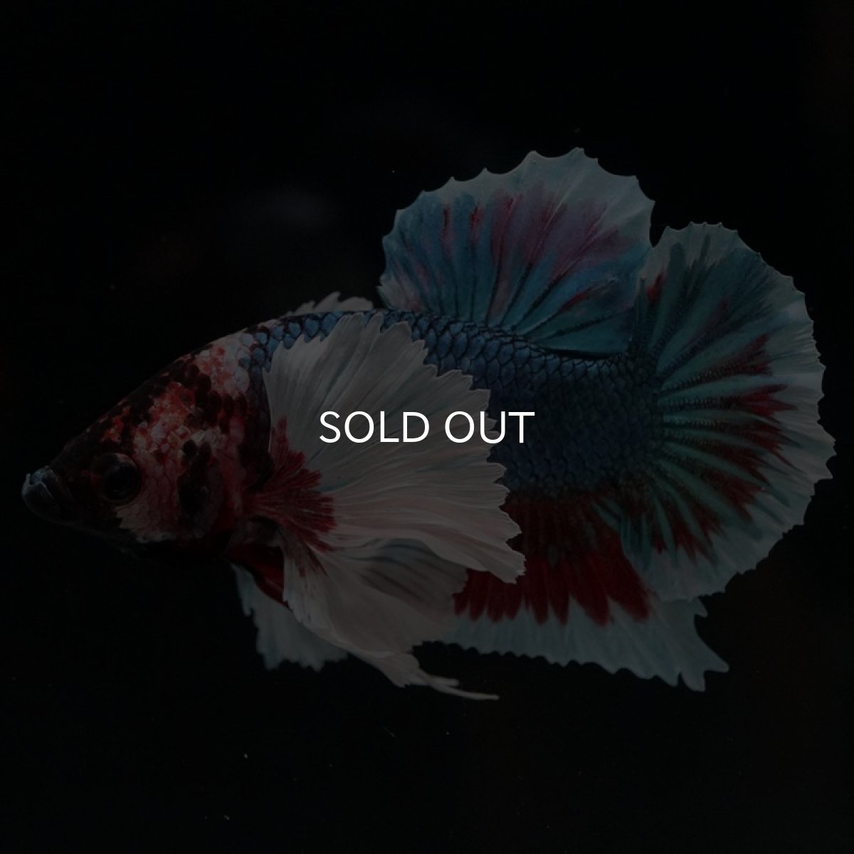 画像2: HMPK ファンシーダンボ (2)