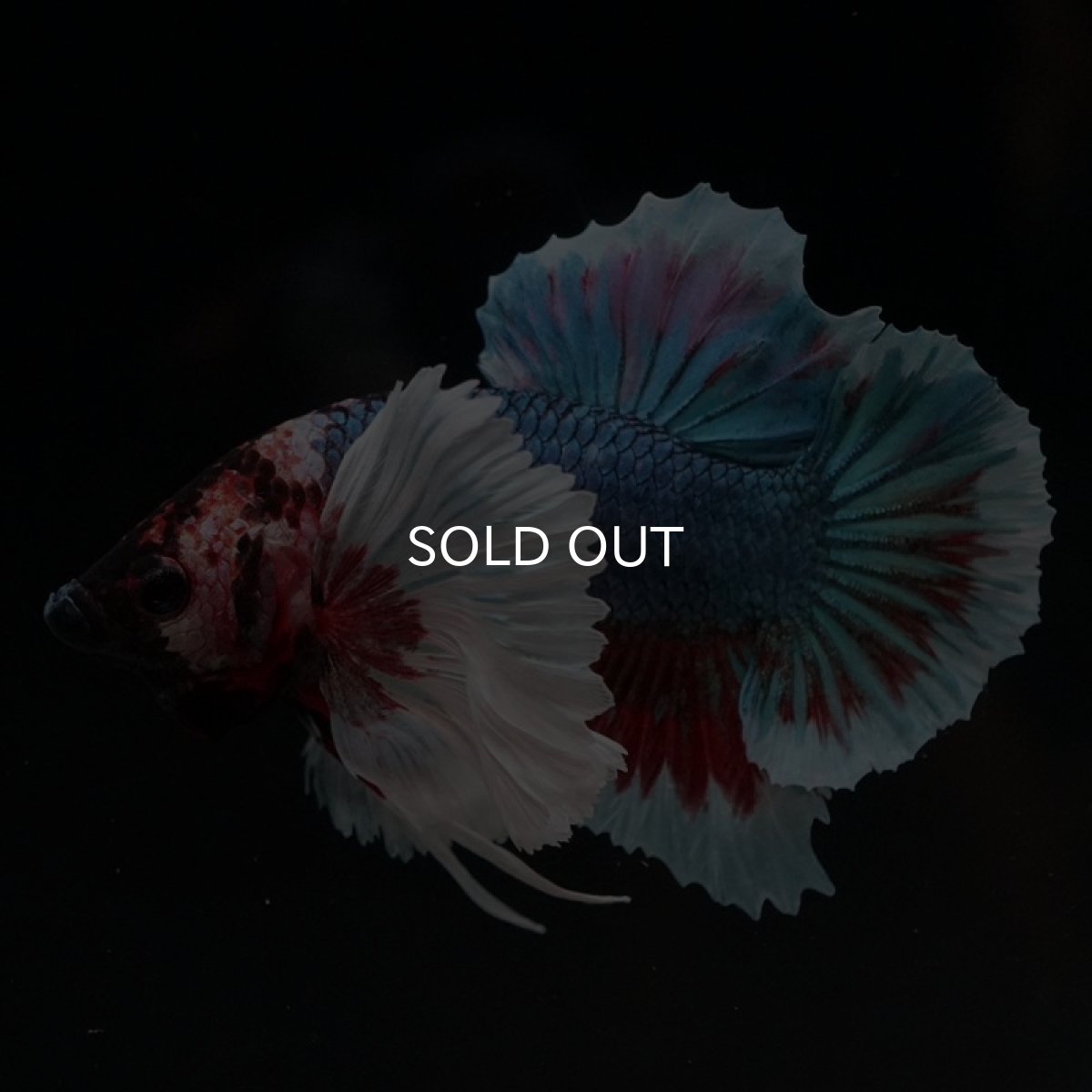 画像10: HMPK ファンシーダンボ (10)