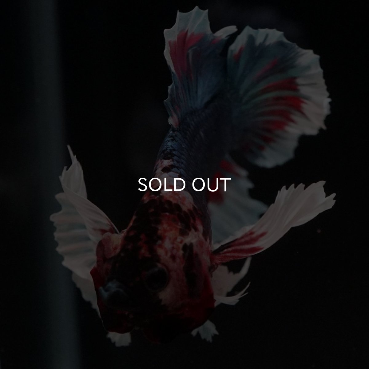 画像9: HMPK ファンシーダンボ (9)