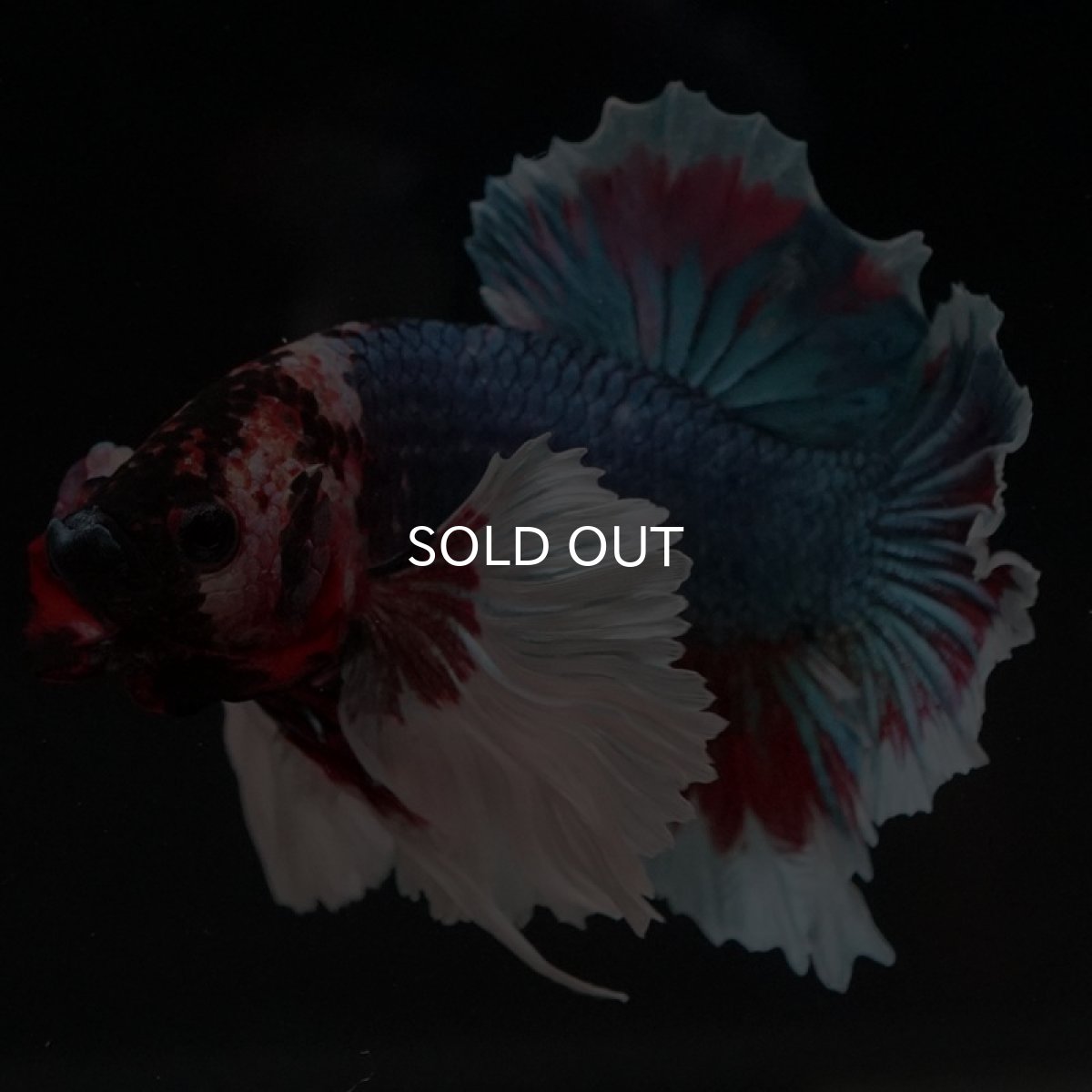 画像8: HMPK ファンシーダンボ (8)