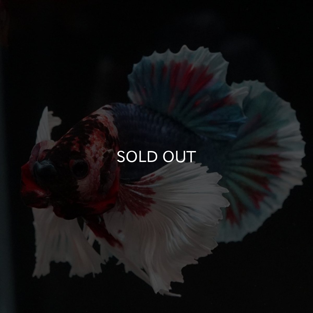 画像7: HMPK ファンシーダンボ (7)